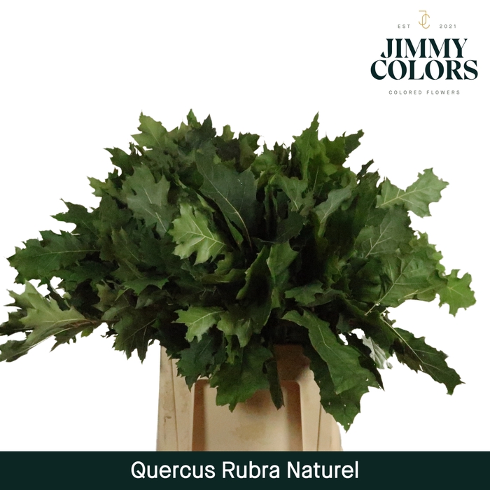 Quercus Rubra naturel L60 Naturel