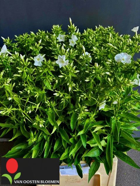 <h4>PHLOX P REMBRANDT</h4>
