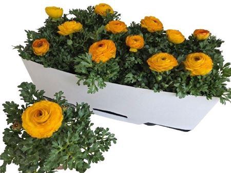 Ranun Sprink Redyell