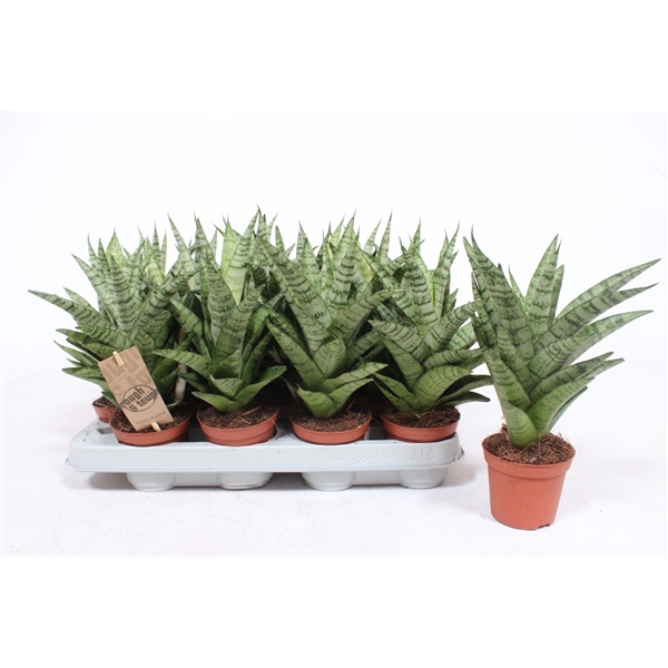 <h4>Sansevieria Tough Lady</h4>