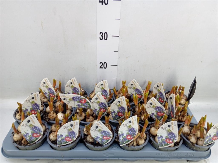 <h4>Muscari   ...</h4>