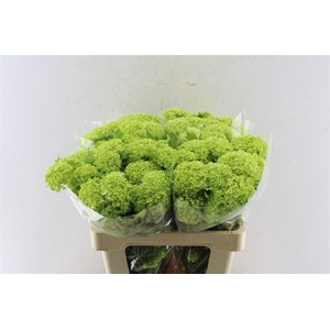 Viburnum Roseum 60cm 3 Bal