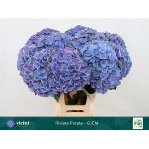 HYDRANGEA  'MY BEAU RIVIERA'