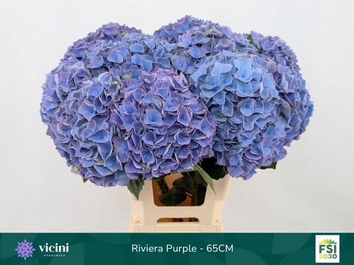 <h4>HYDRANGEA  'MY BEAU RIVIERA'</h4>