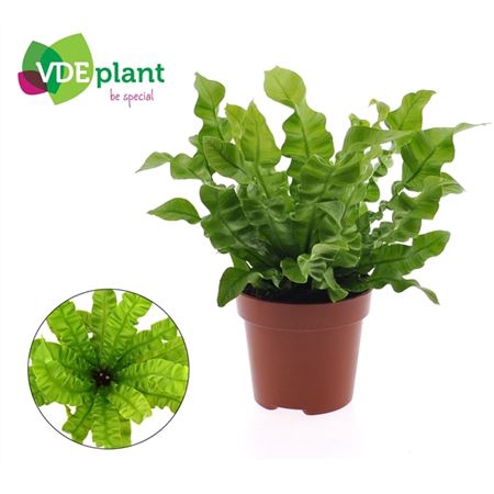 <h4>Asplenium Crispy Wave</h4>