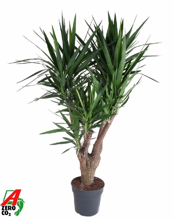 Yucca Elephantipes vertakt