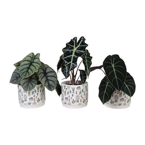 ALOCASIA MIX P 10.5 L 66296