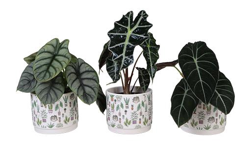 <h4>ALOCASIA MIX P 10.5 L 66296</h4>