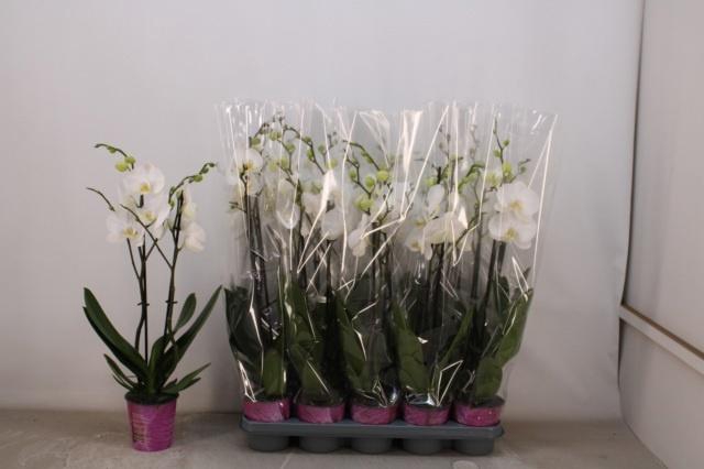 <h4>PHAL OV WIT</h4>