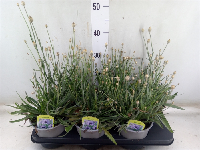 <h4>Catananche caerulea   ...</h4>