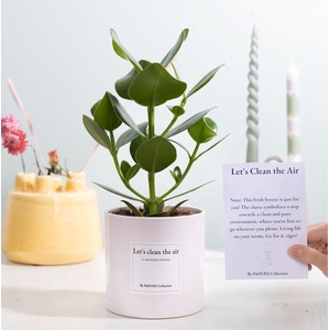 Clusia Rosea Gift 