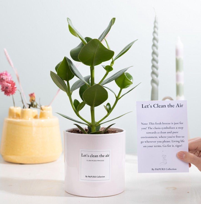 <h4>Clusia Rosea Gift "Let's clean the air" WITH GREETING CARD!!!</h4>