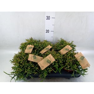 Rhipsalis burchellii