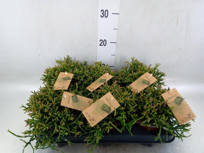 <h4>Rhipsalis burchellii</h4>