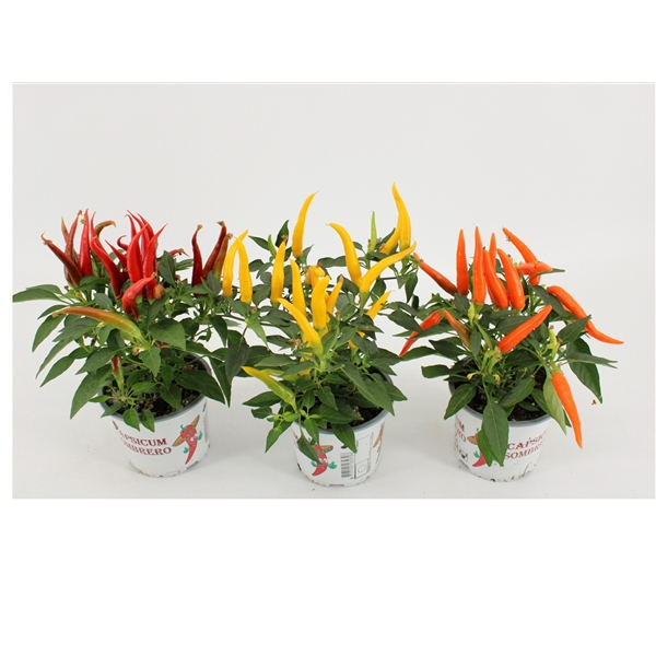 <h4>Capsicum HupHup Gemengd</h4>