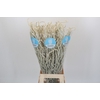 Amaranthus Yearming Desert