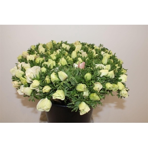 Anem Marianne Panda White