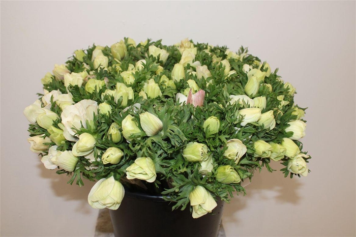 <h4>Anem Marianne Panda White</h4>