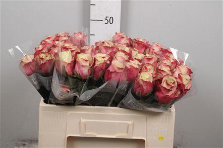 <h4>R Gr Marosa</h4>