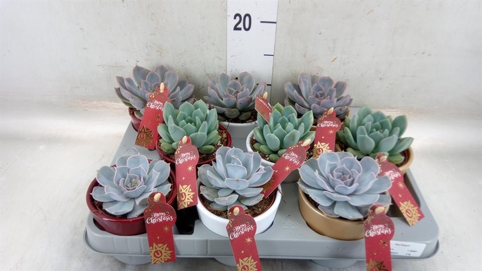 <h4>Echeveria   ...mix</h4>