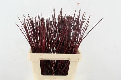 <h4>Cornus alba 'Sibirica'</h4>