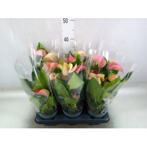 Anthurium  'Joli Duo'  ..mix in pot