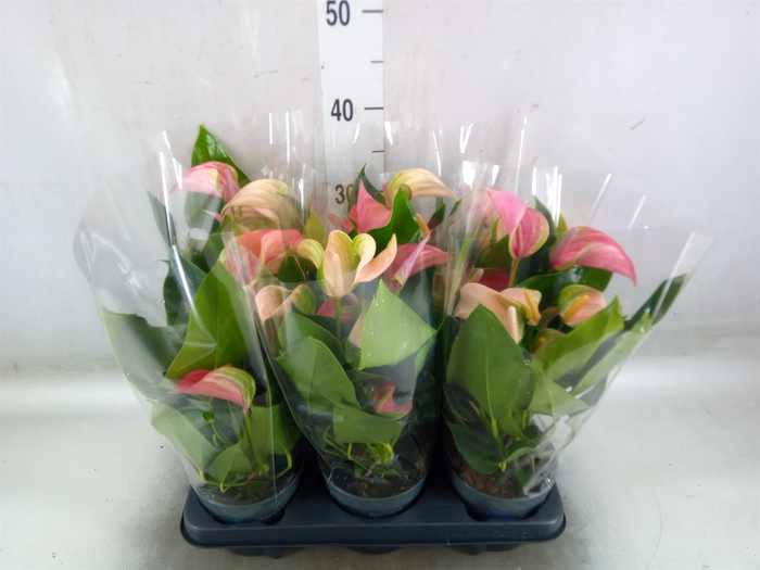 <h4>Anthurium  'Joli Duo'  ..mix in pot</h4>