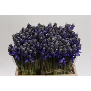 Scilla Blauw