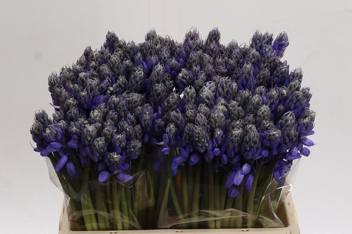 <h4>Scilla Blue</h4>