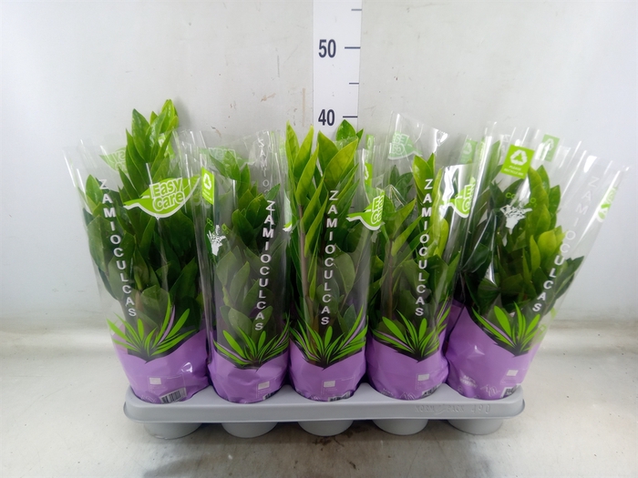 <h4>Zamioculcas zamiifolia</h4>