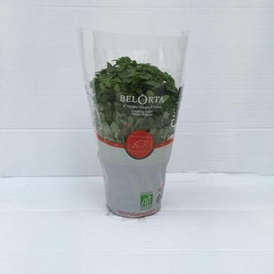 Basilicum Fijnbladig P12