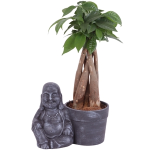 Pachira Braided Ø09cm in Ceramic Sitting Buddha Ø19cm