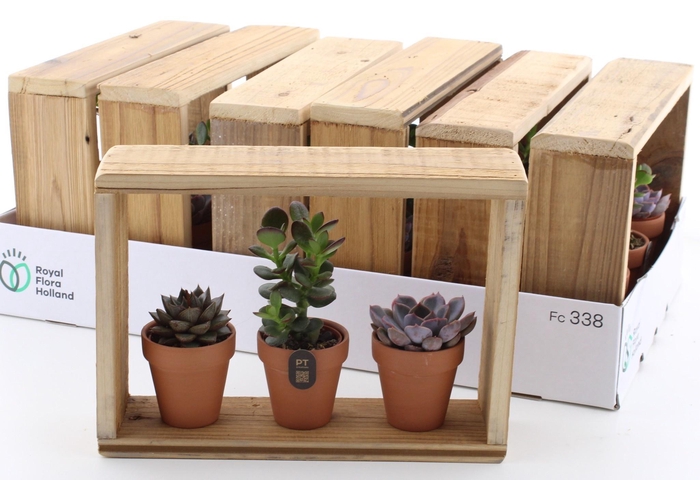 <h4>ARR SUCCULENTEN</h4>