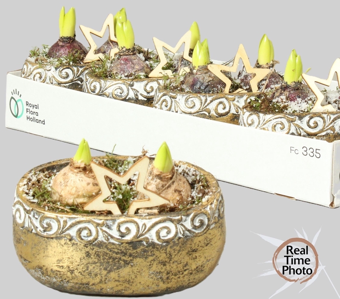 <h4>ARR HYACINTH</h4>