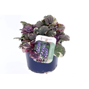 Ajuga reptans Burgundy Glow