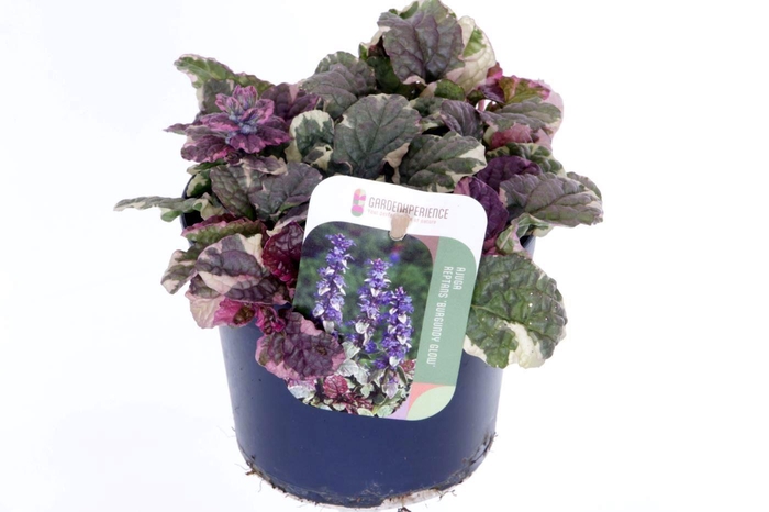 <h4>Ajuga reptans Burgundy Glow</h4>