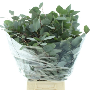 Euca Populus Long 200gr