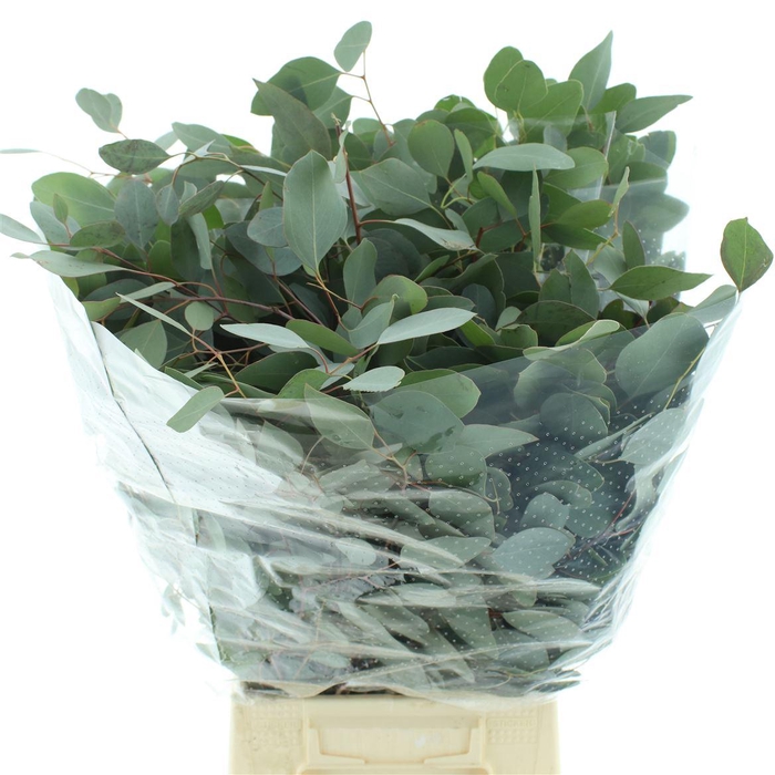 <h4>Euca Populus Long 200gr</h4>