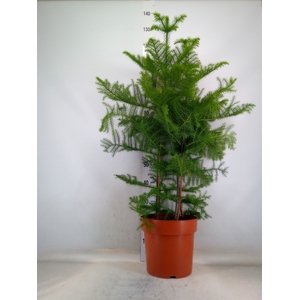 Araucaria heterophylla
