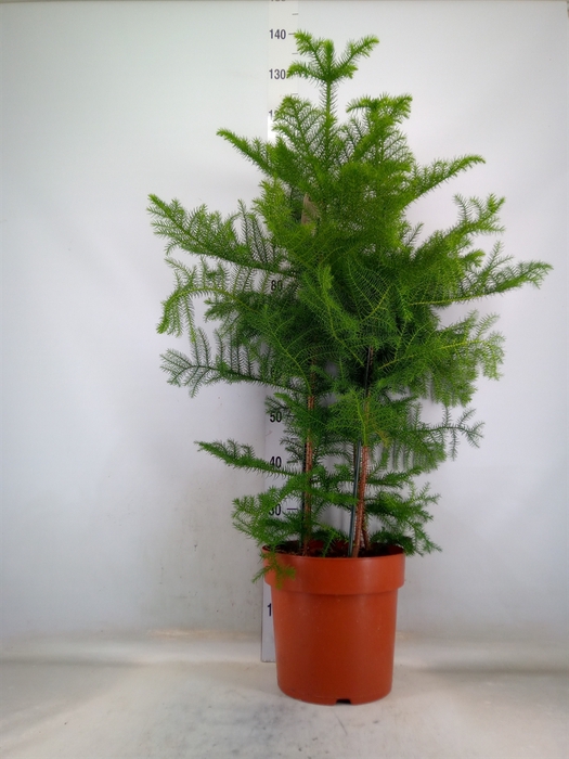 <h4>Araucaria heterophylla</h4>