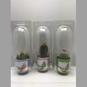 CACTUS GEM