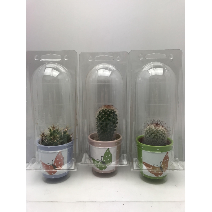 <h4>CACTUS GEM</h4>
