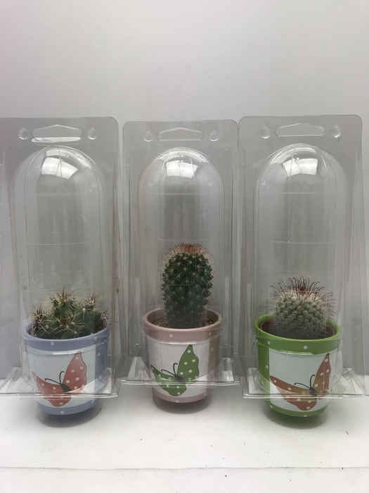 <h4>CACTUS GEM</h4>