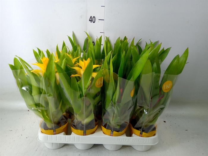 <h4>Guzmania   ...mix</h4>