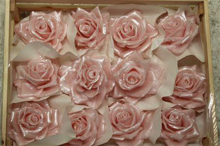 Wax Roos Pearl Rosa