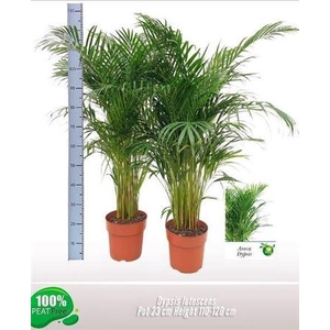 Dypsis Lutescens 30pp
