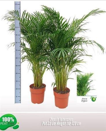 <h4>Dypsis Lutescens 30pp</h4>
