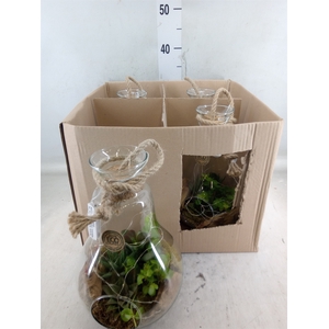 Arr.   Kamerplant Groen H%