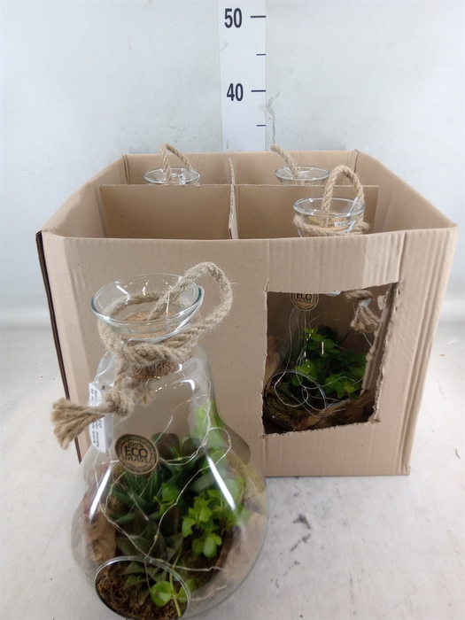 <h4>Arr.   Kamerplant Groen H%</h4>