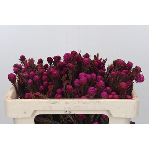 Kaaps Groen Tortum Pink